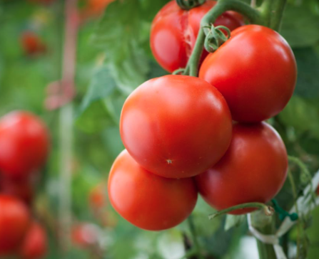 image showing organic round tomatoes growing on an organic farm