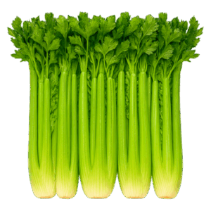 celery bulk
