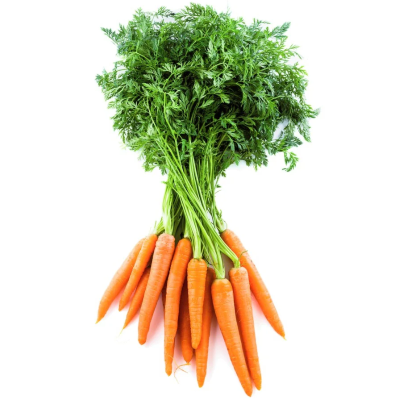 Organic Carrots – Dutch Bunch